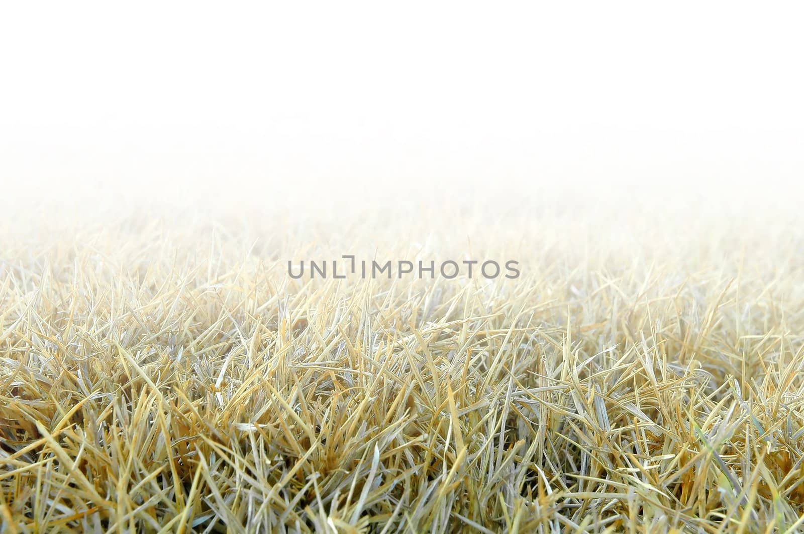 dried grass