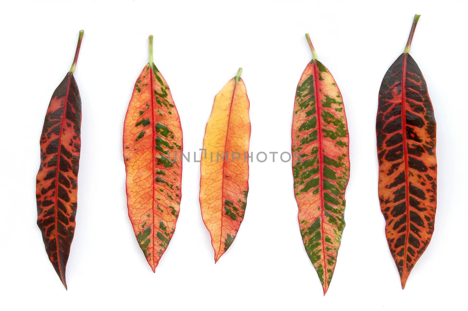 croton leaf