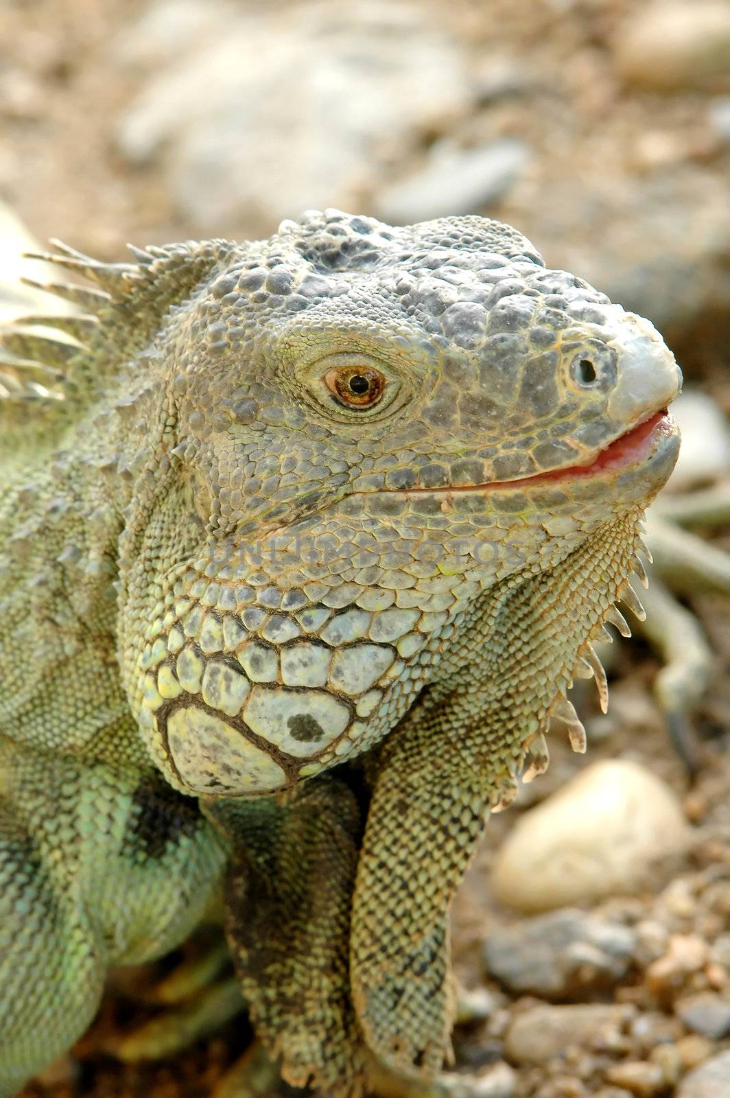 green iguana