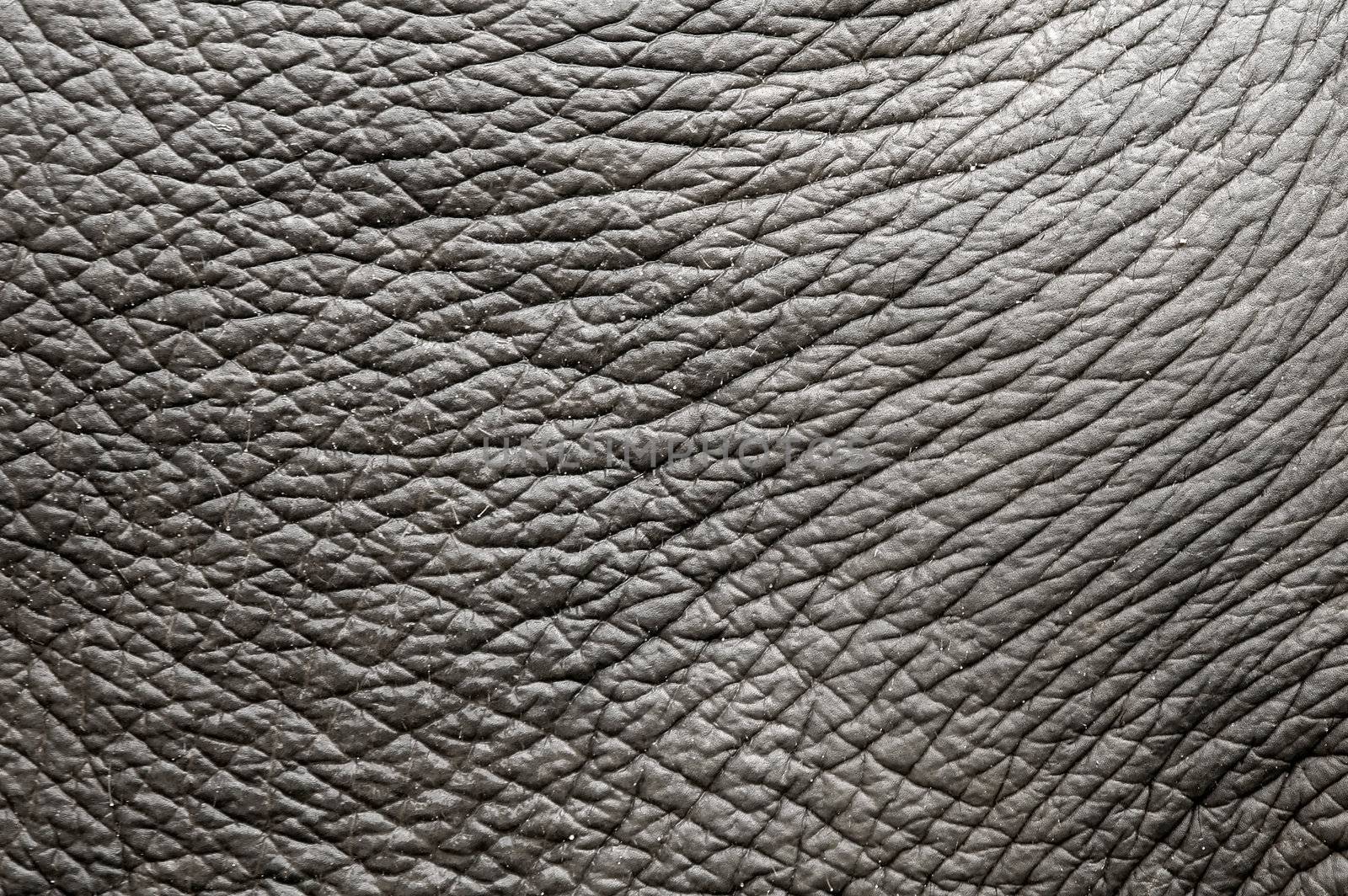 elephant skin