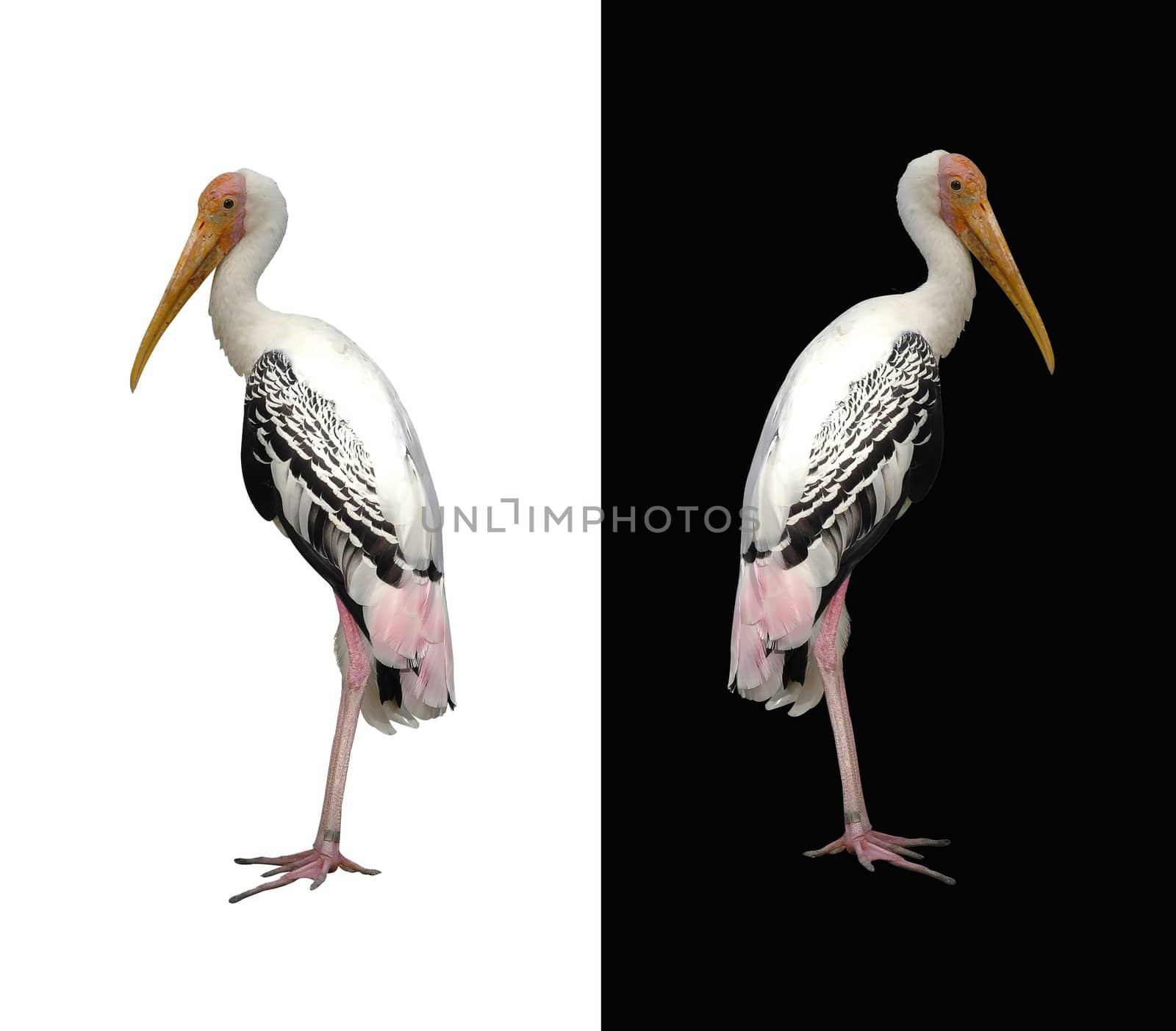 painted stork