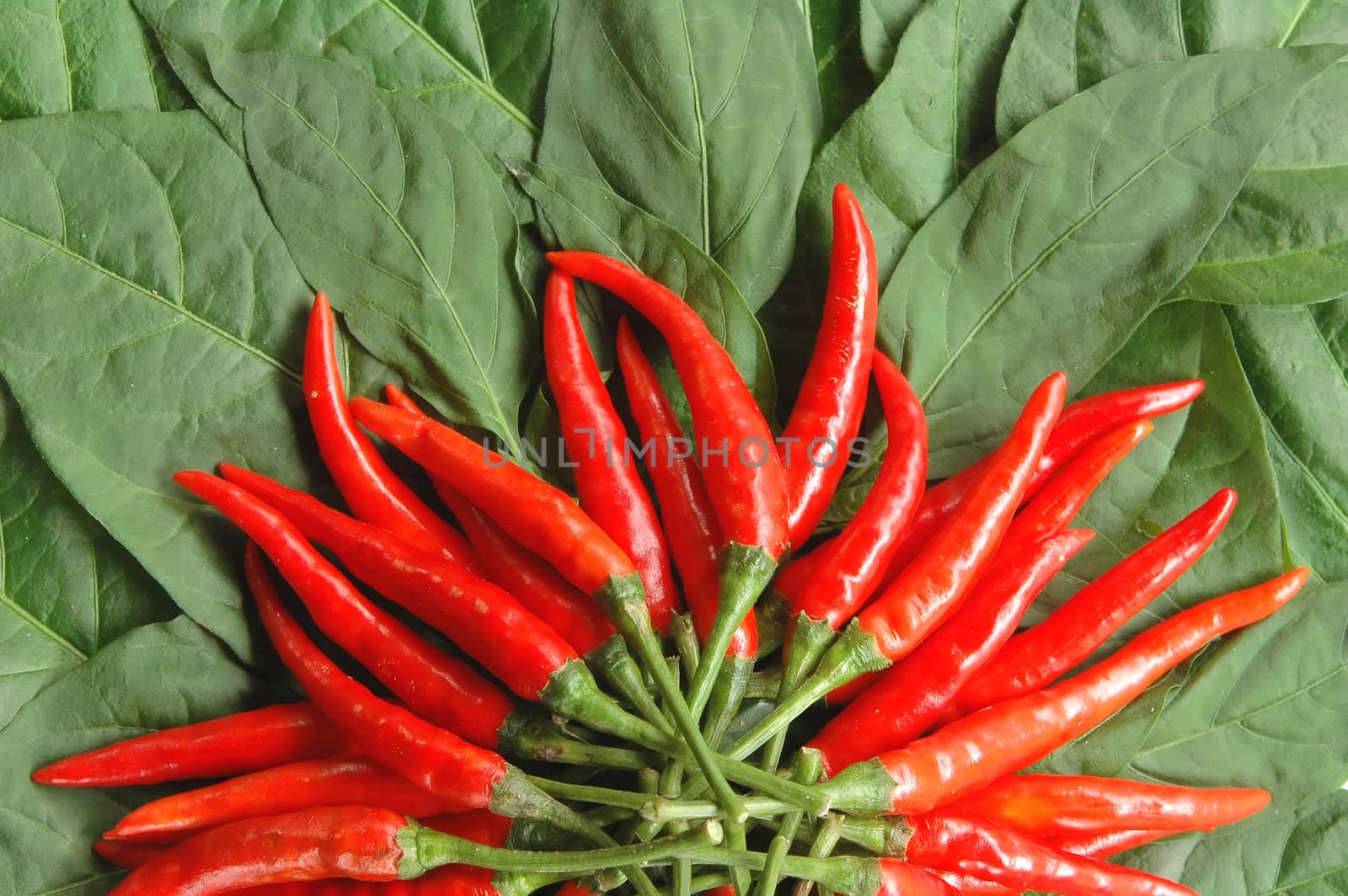 red chili