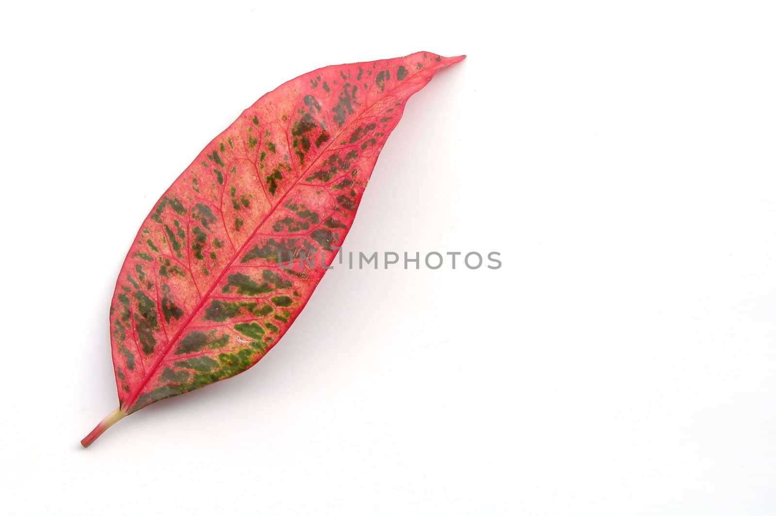leaf isolated