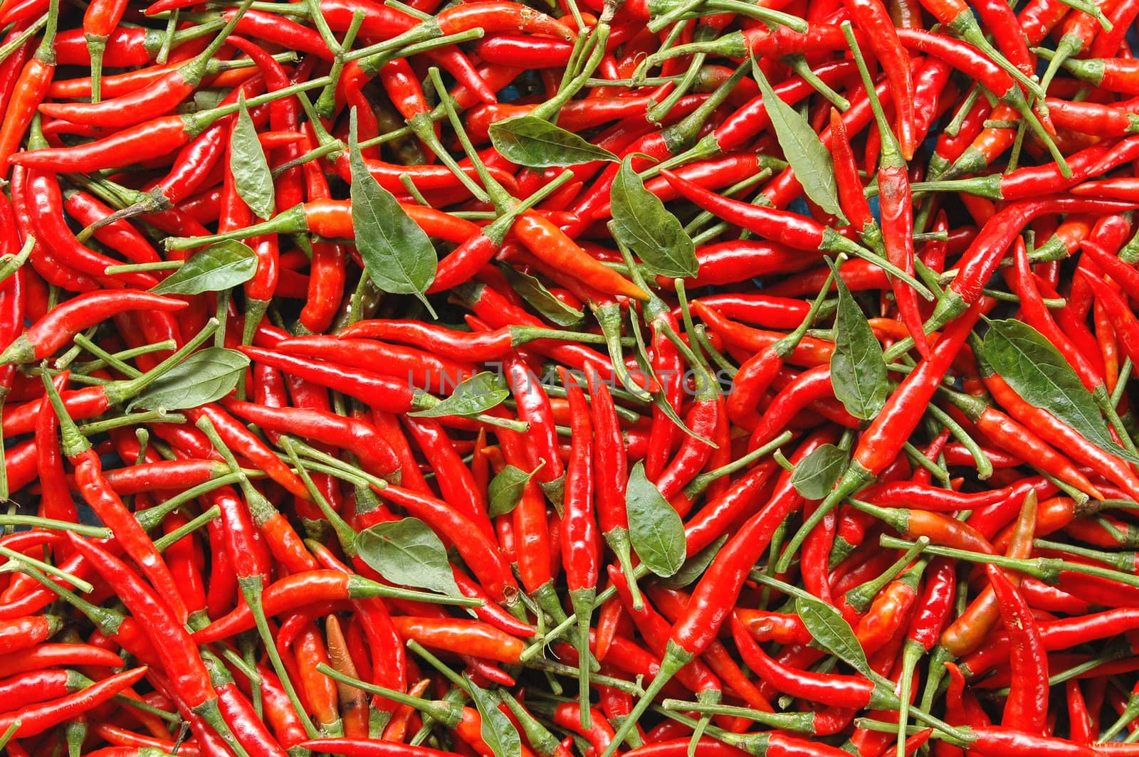 red chili