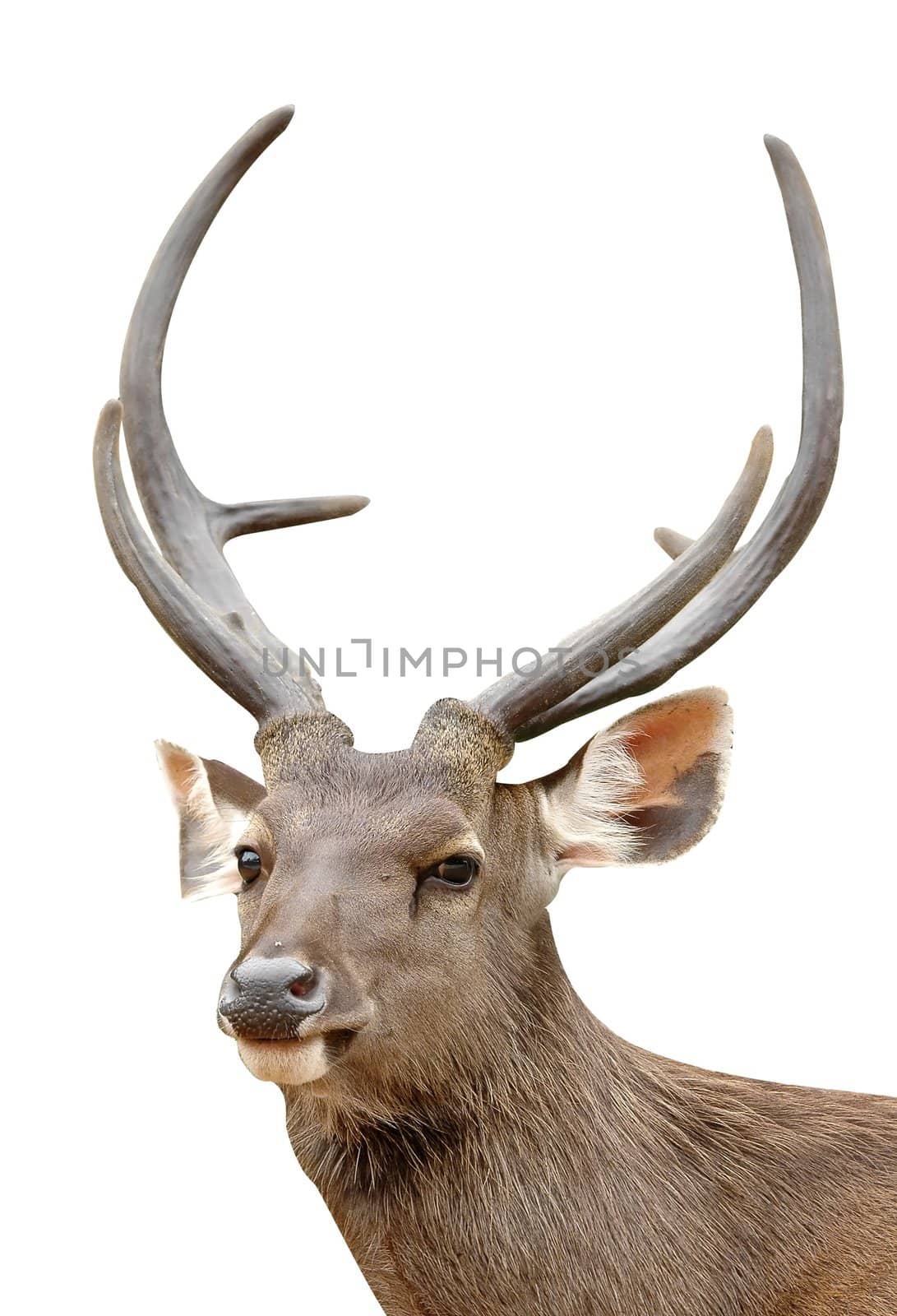 sambar deer isolated