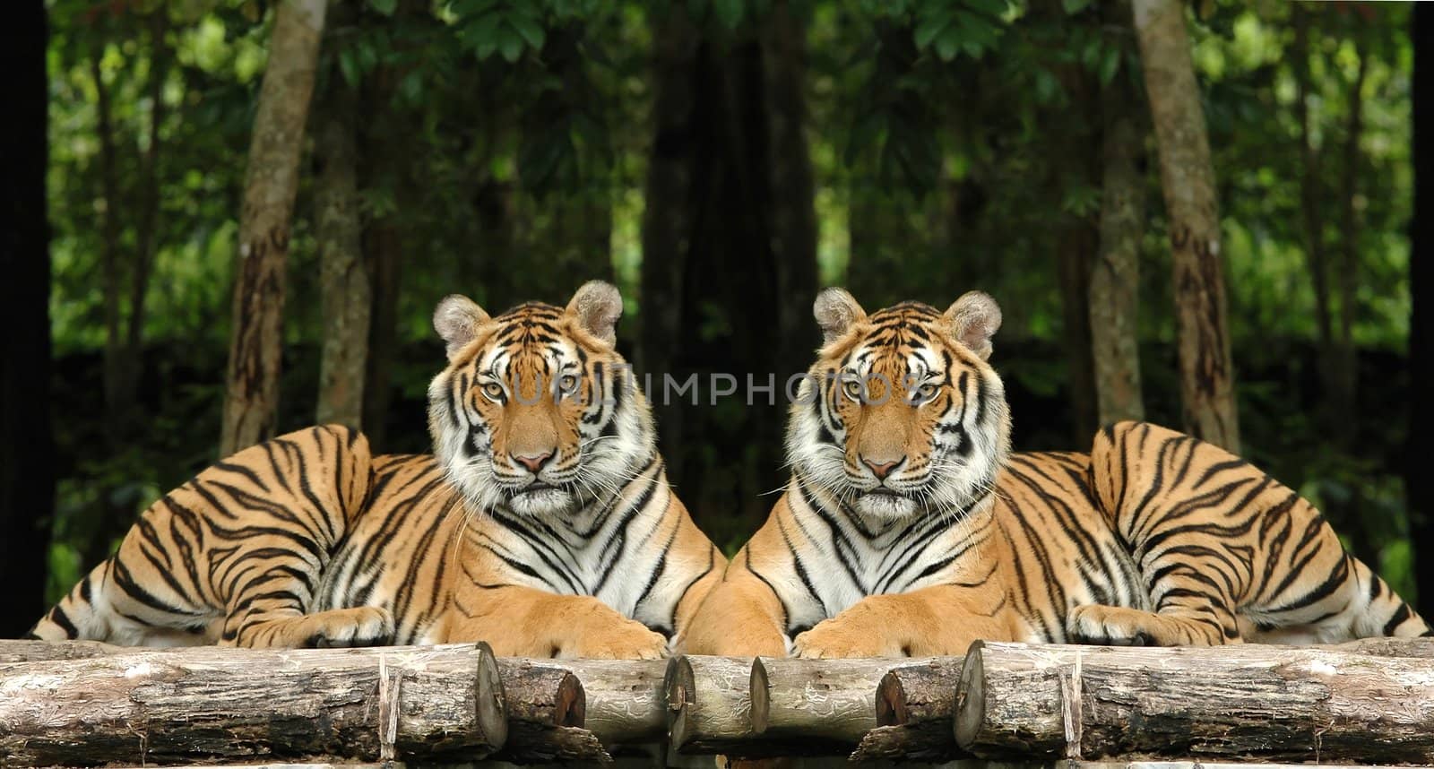indochinese tiger