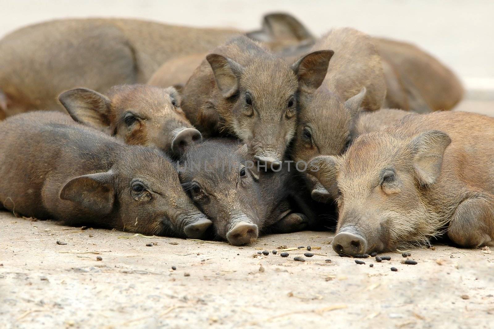 wild boar