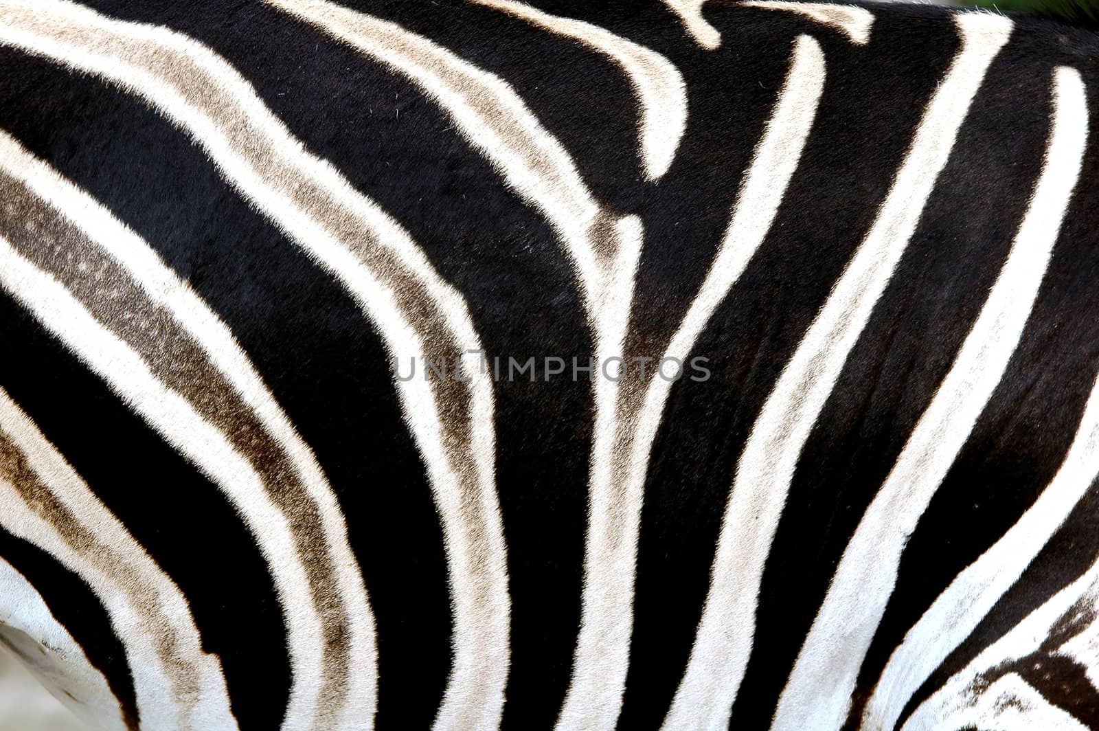 zebra skin