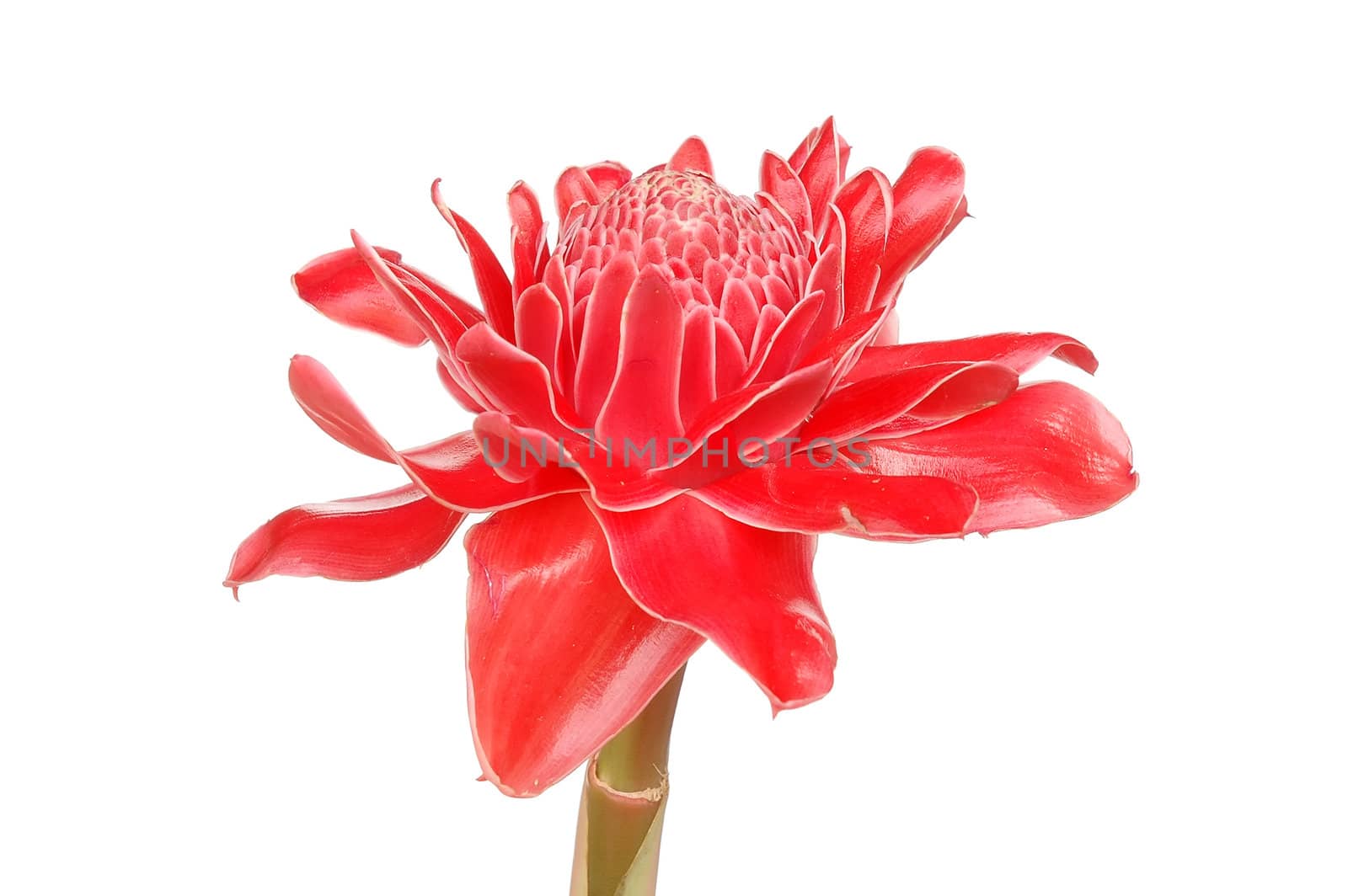 Etlingera elatior