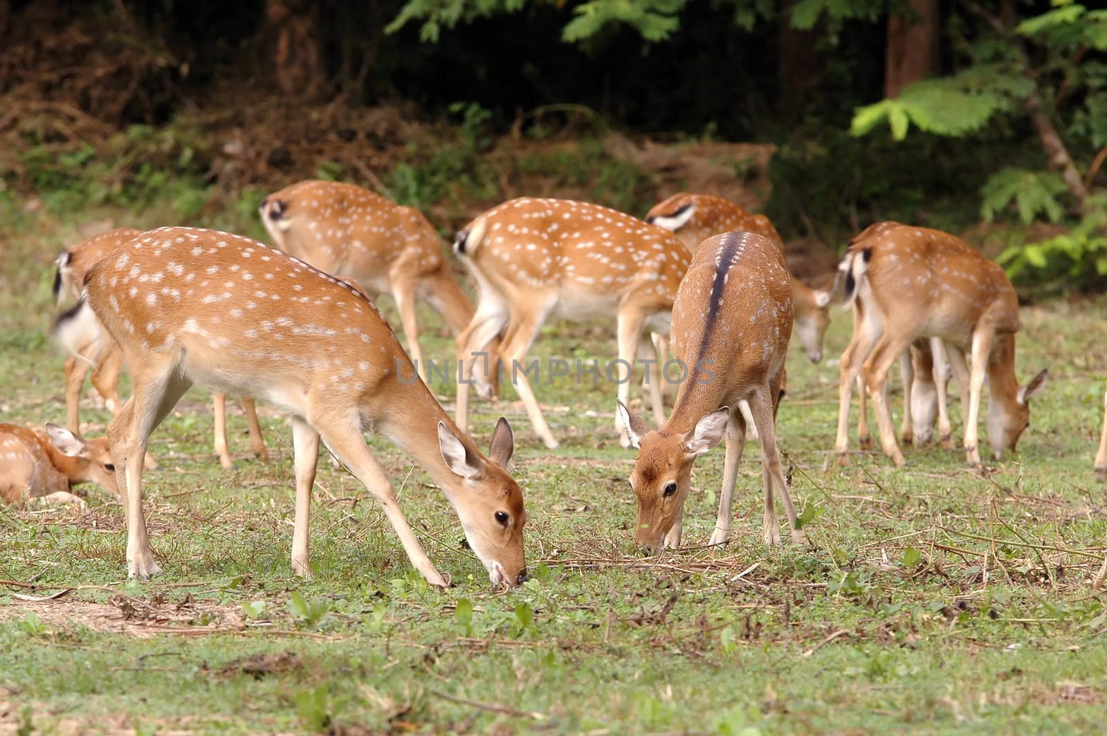 sika deer herd forage near the forest