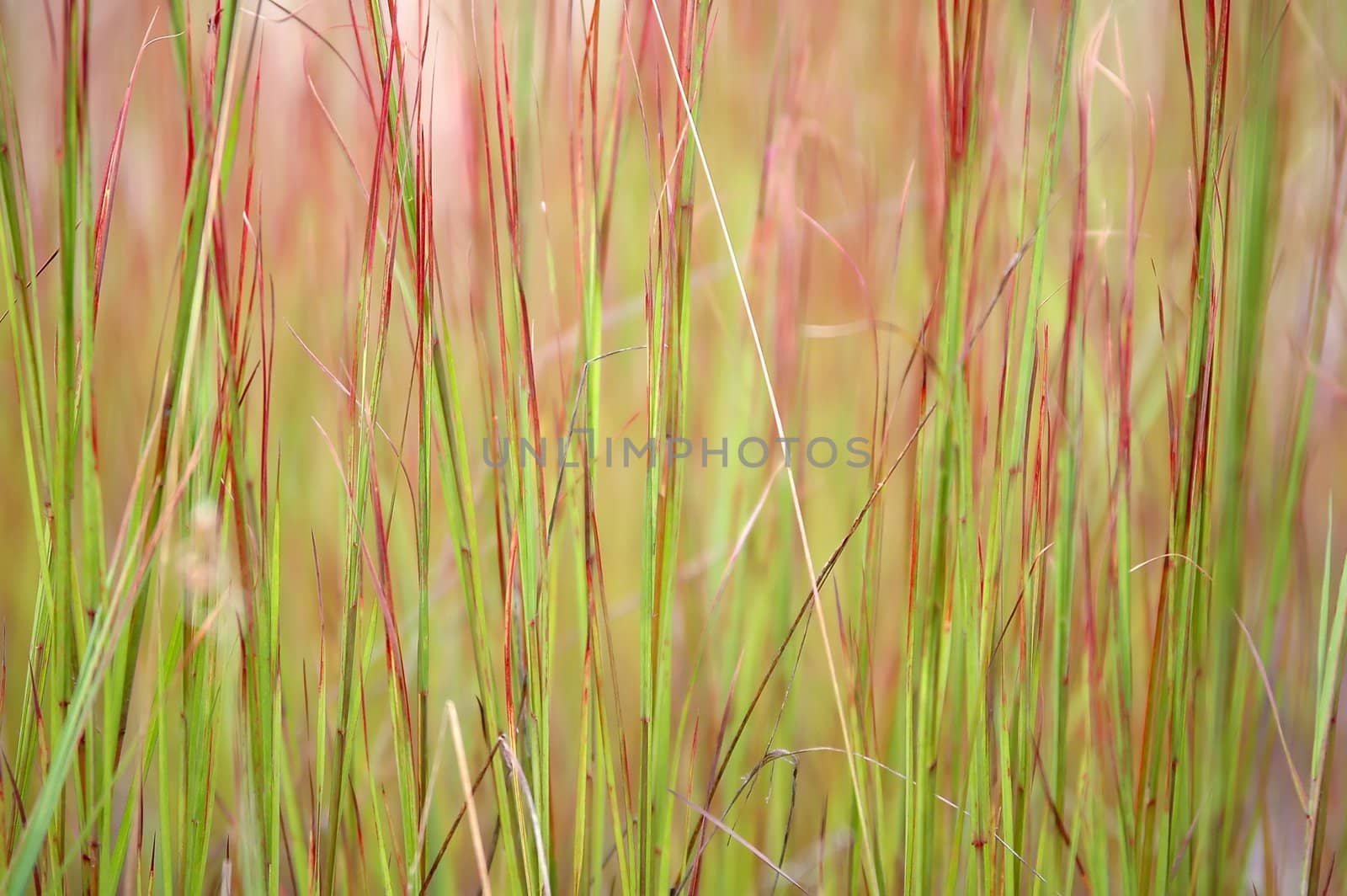 wild grass