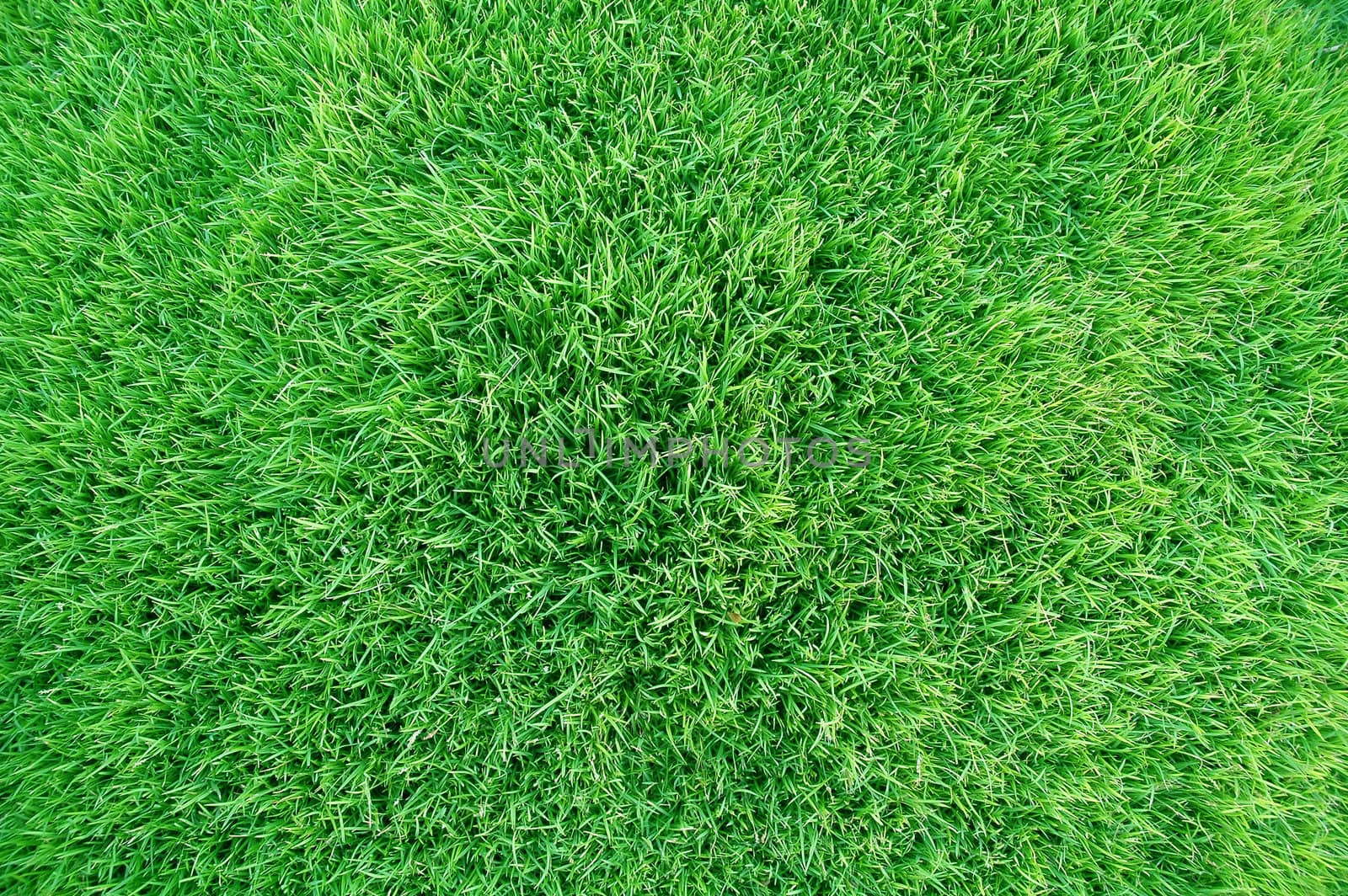fresh green grass