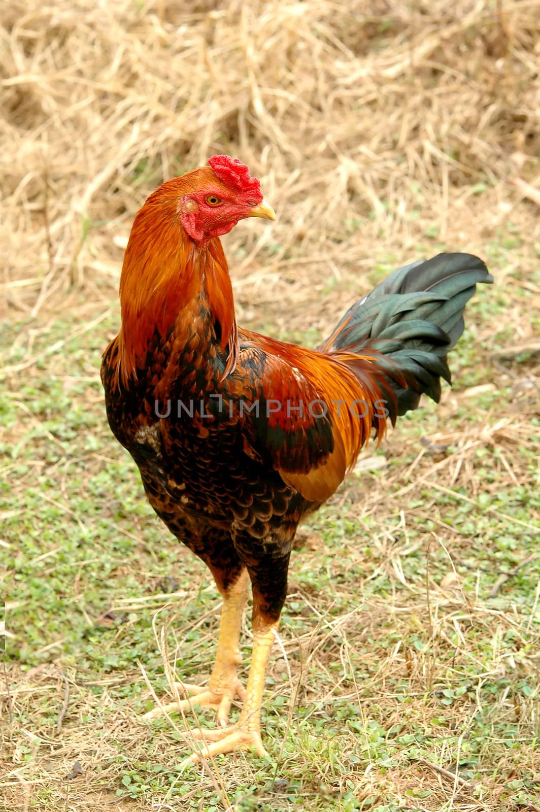 native thai chicken