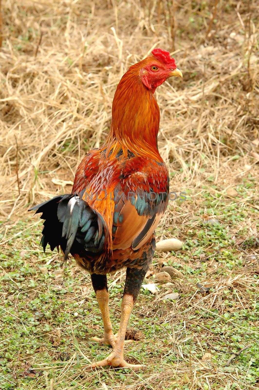 native thai chicken by anankkml