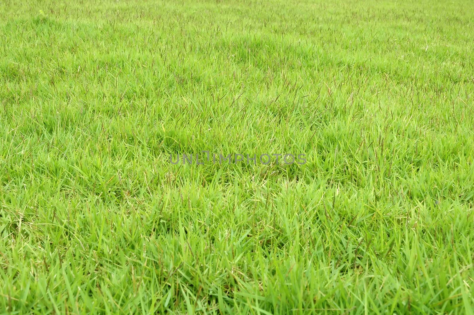 fresh green grass