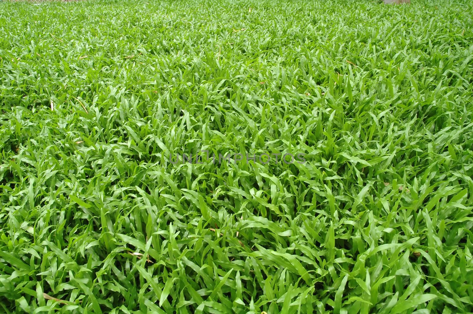 fresh green grass