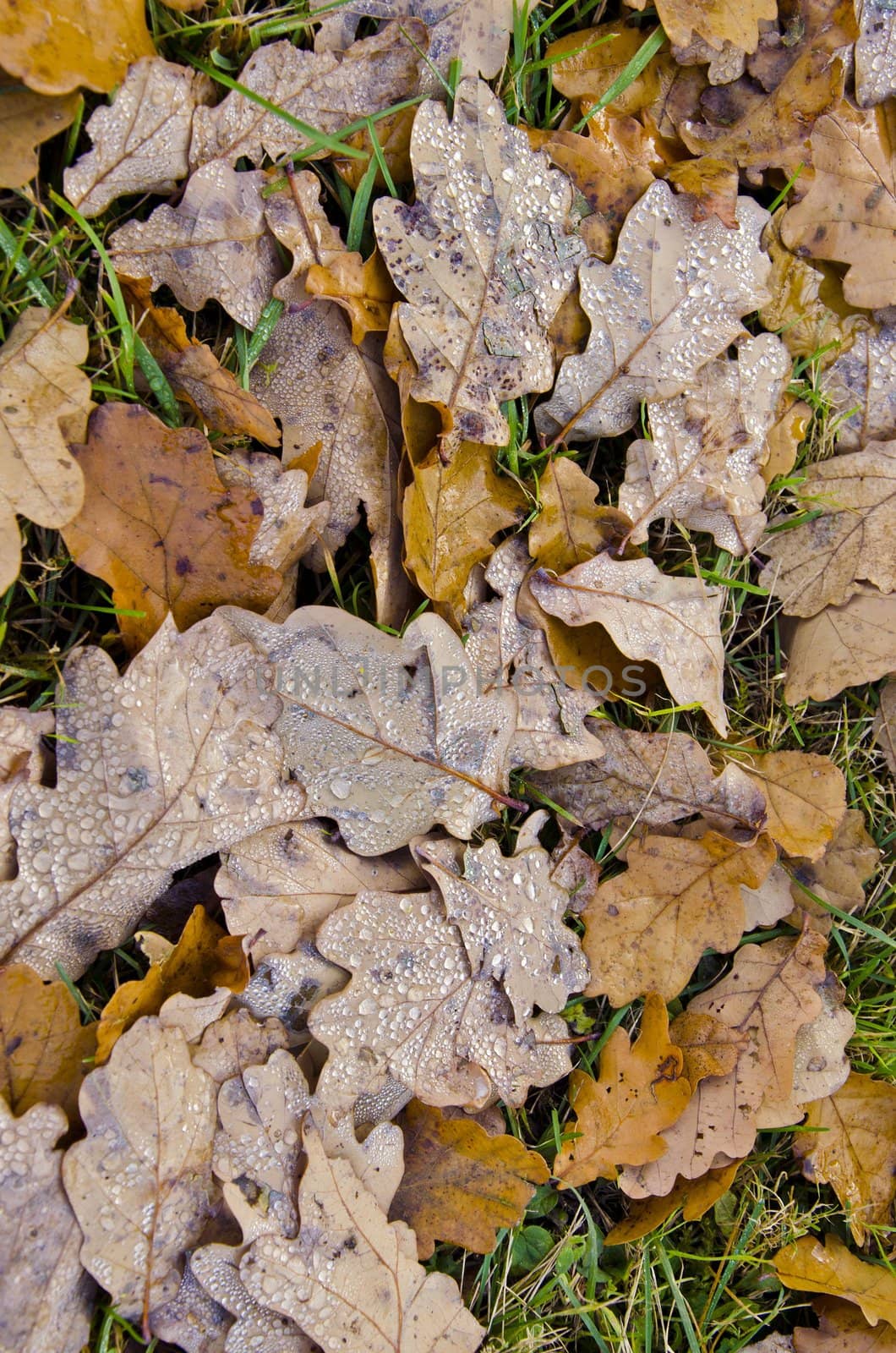 Water drops on oak leaves lying on the ground. Autumn natural background.