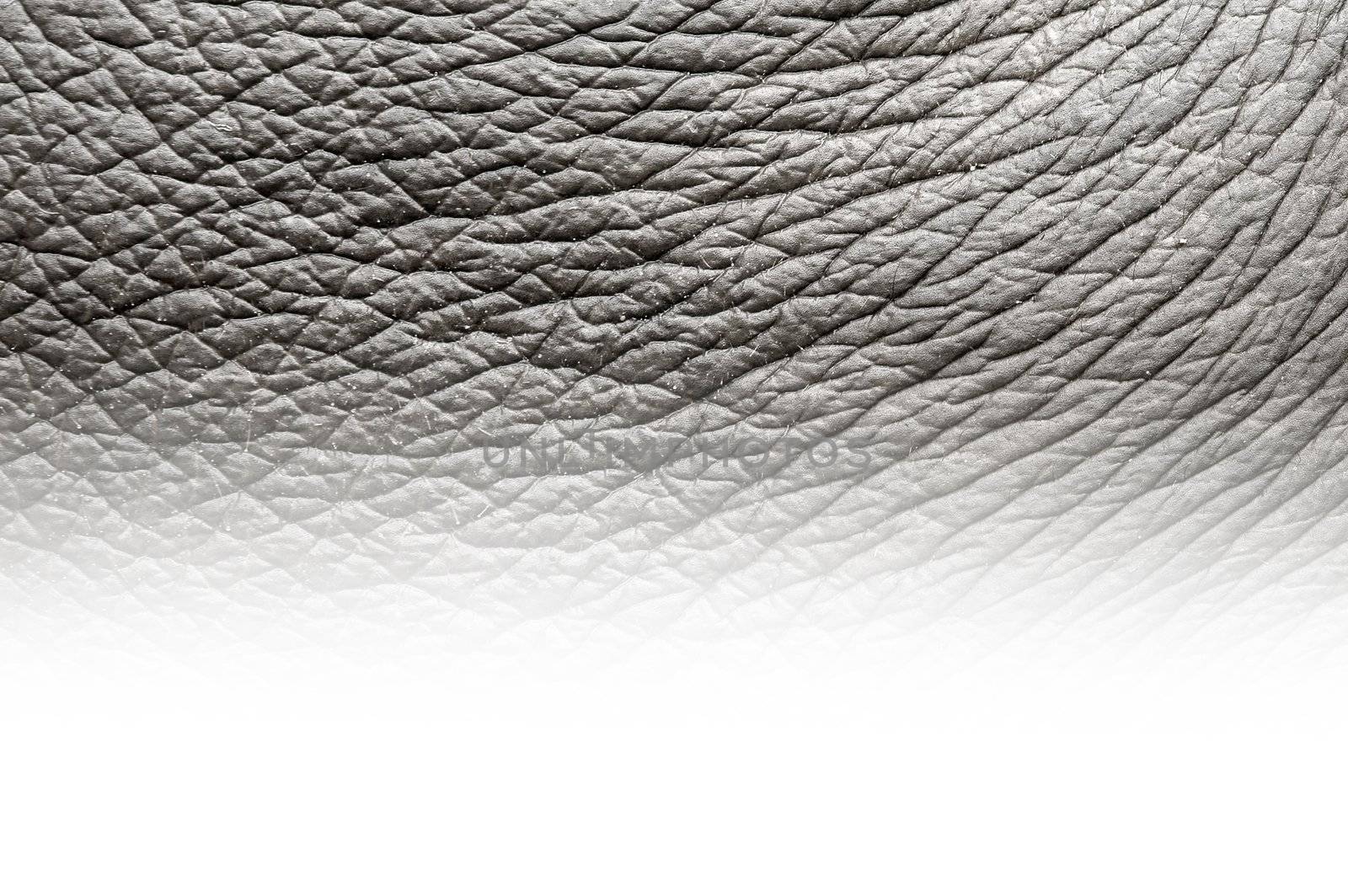 elephant skin