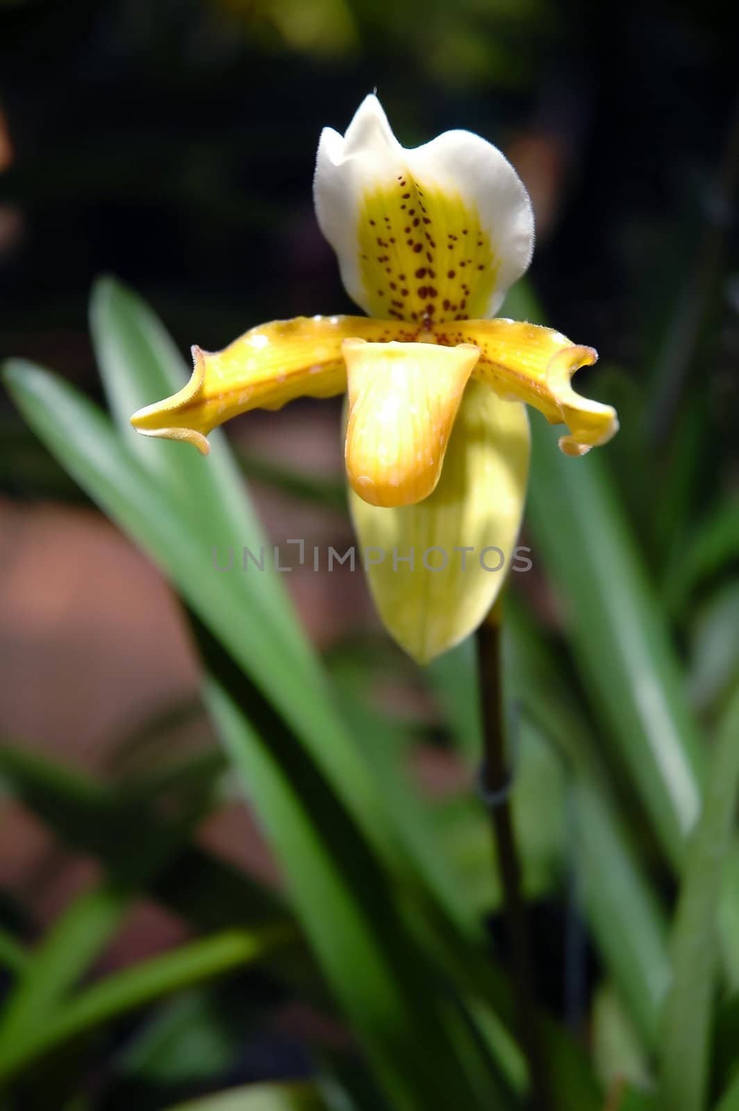 paphiopedilum  insign