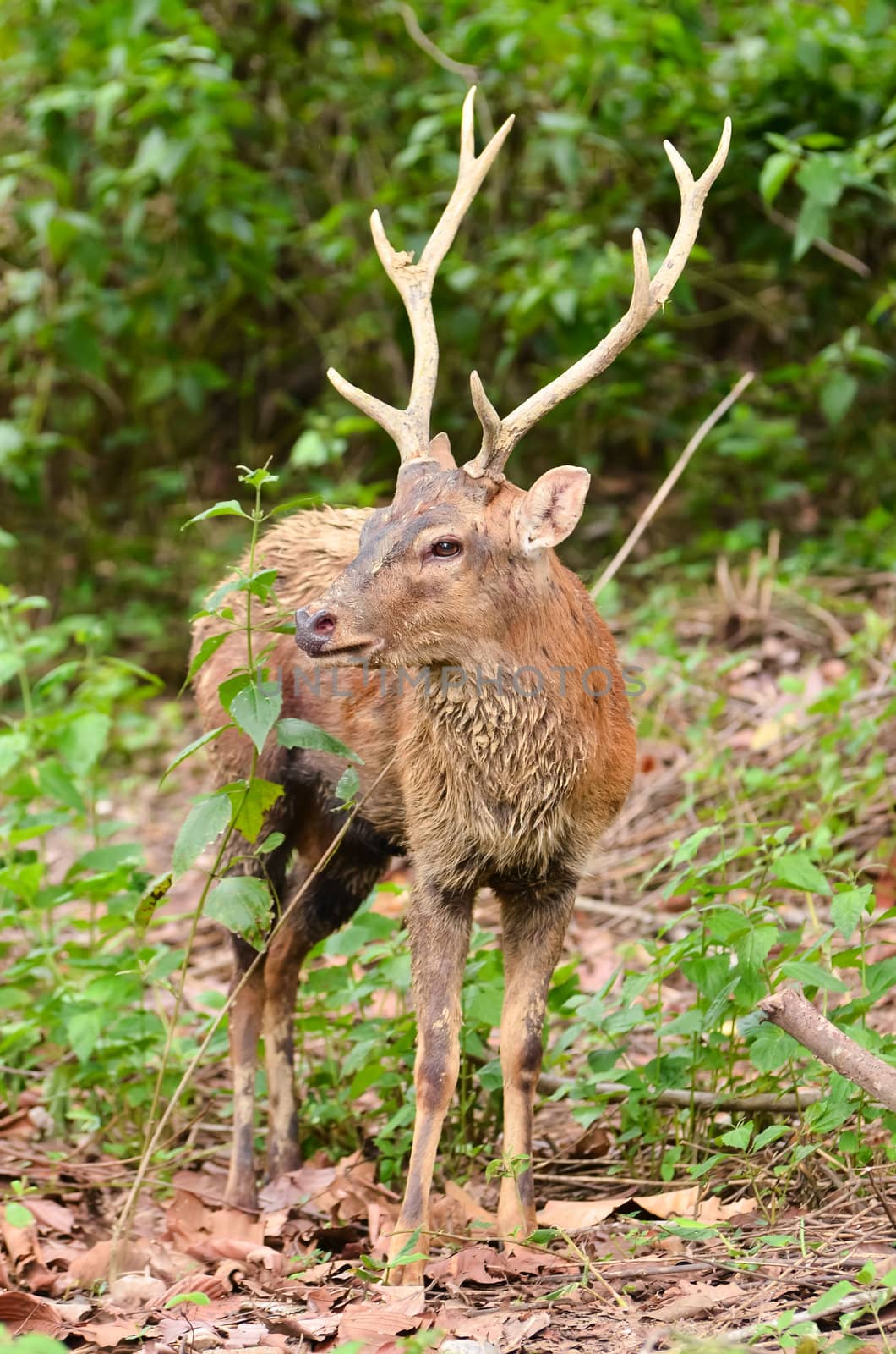 sika deer in chiang mai night safari