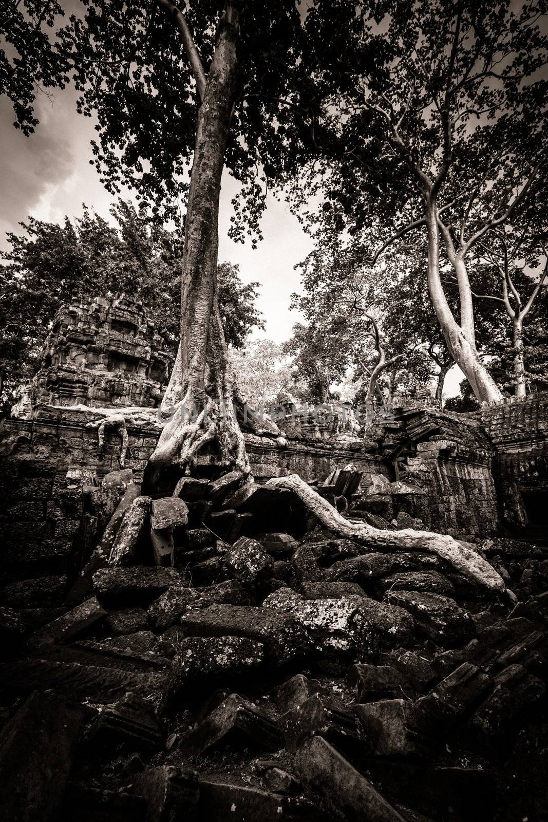 Trees growing out the ruin of Ta Prohm, Angkor Wat.