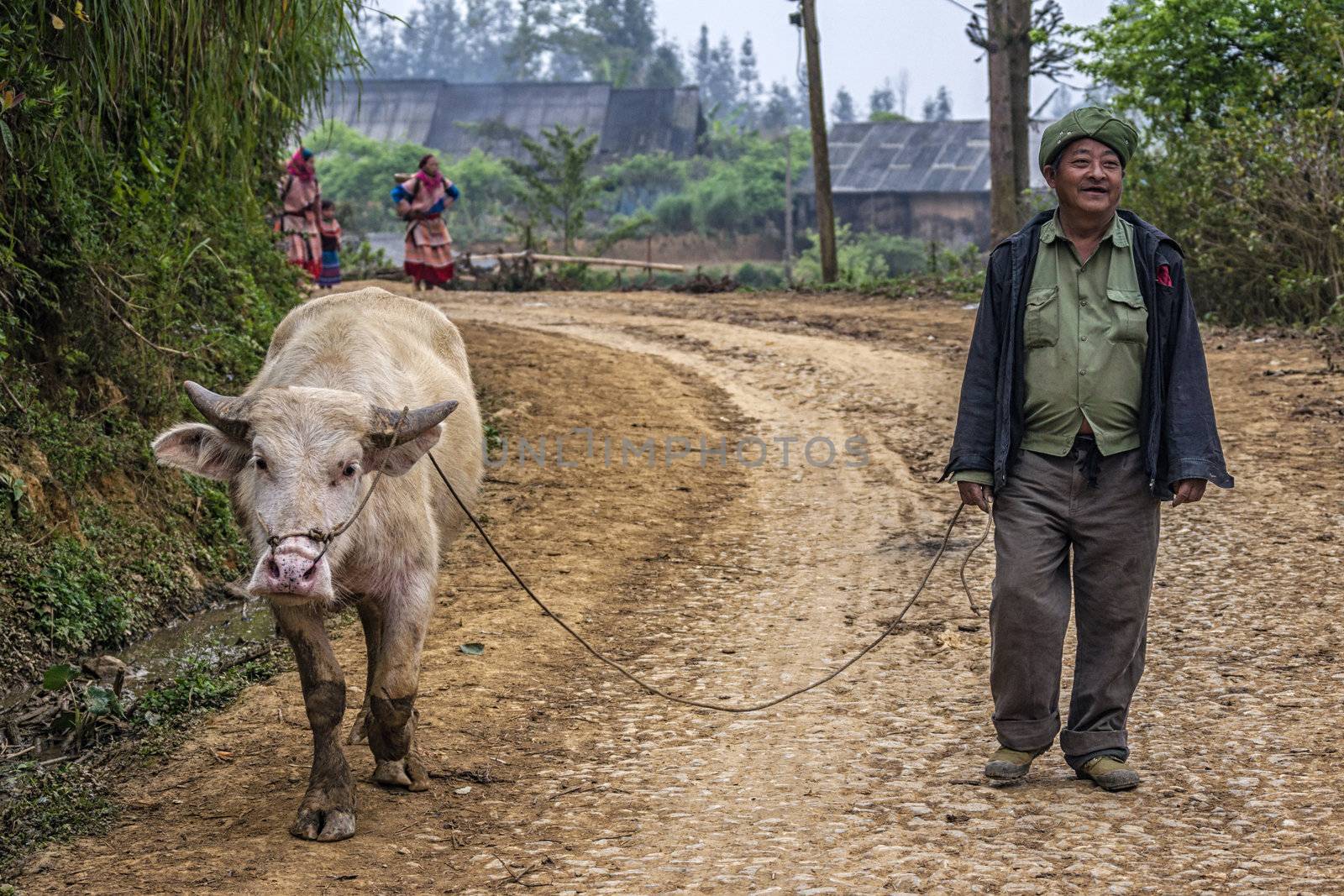 Vietnam Ban Pho - March 2012: farmer walking his albino buffalo  by Claudine