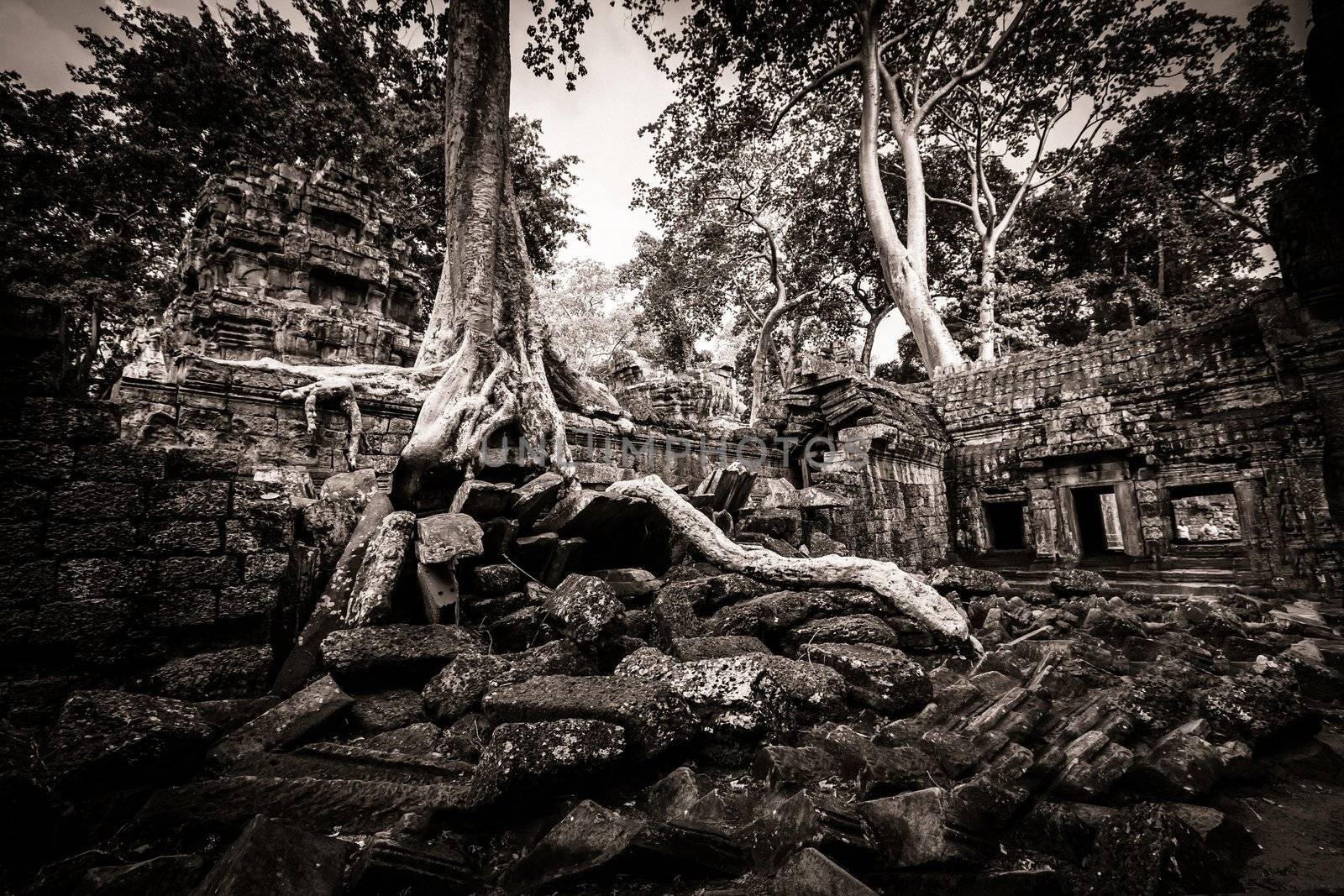 Trees growing out the ruin of Ta Prohm, Angkor Wat.