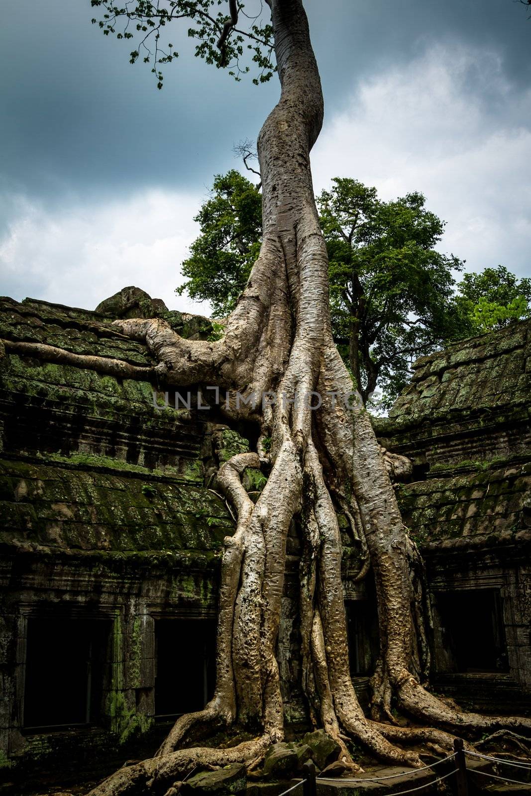 Trees growing out the ruin of Ta Prohm, Angkor Wat.