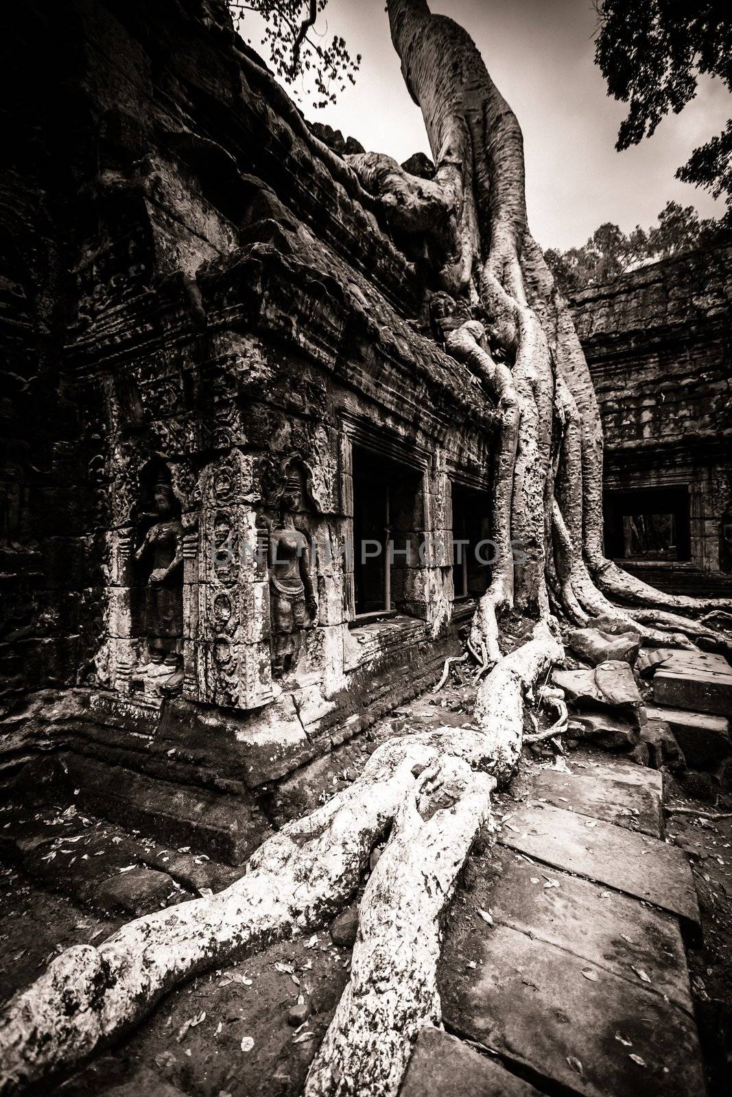 Trees growing out the ruin of Ta Prohm, Angkor Wat.