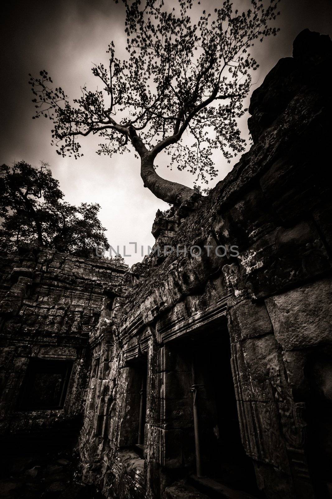 Trees growing out the ruin of Ta Prohm, Angkor Wat.