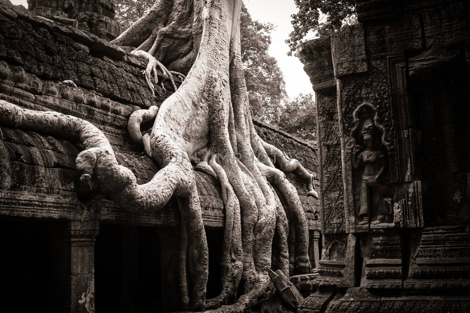 Trees growing out the ruin of Ta Prohm, Angkor Wat.