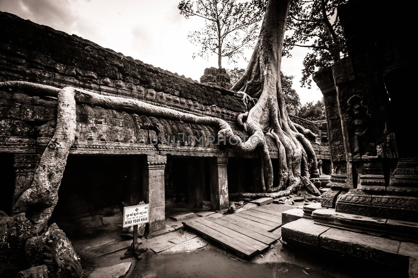 Trees growing out the ruin of Ta Prohm, Angkor Wat.