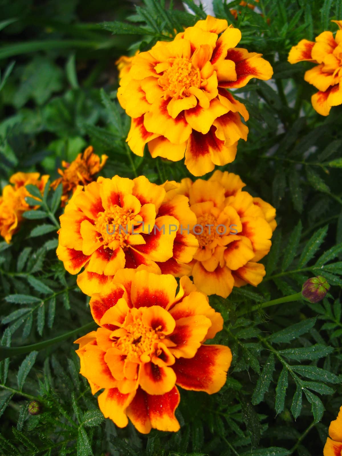 A beautiful flowers of motley and velvet tagetes