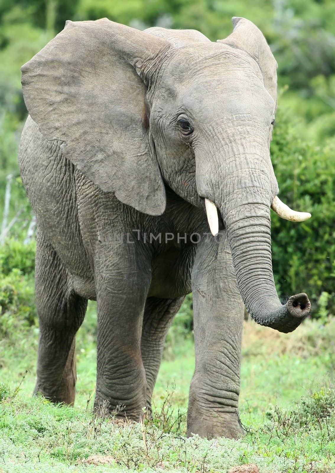 Large African elephant scenting the air with it's extended trunk