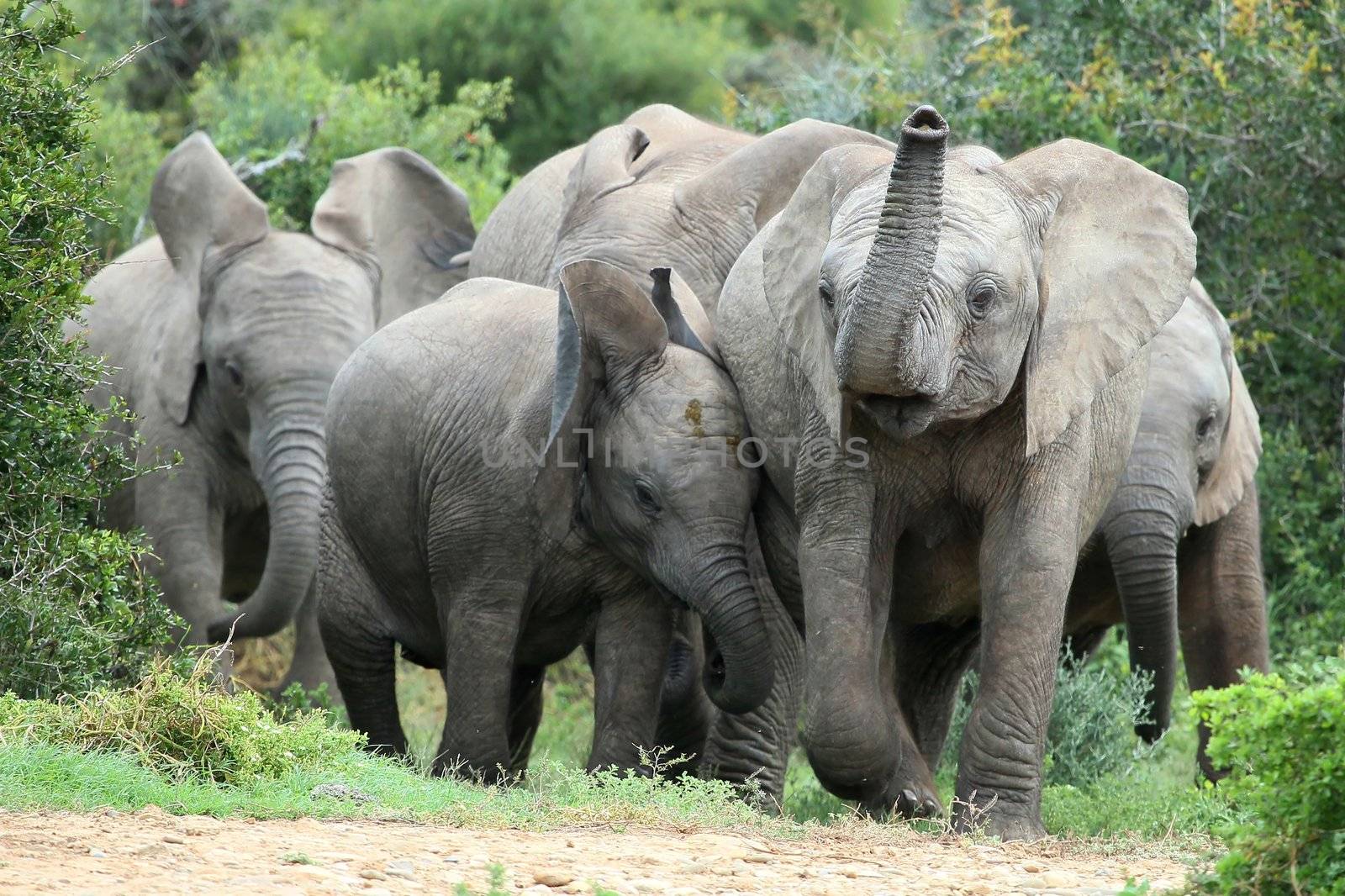 Excited young African elephants approaching a waterhole
