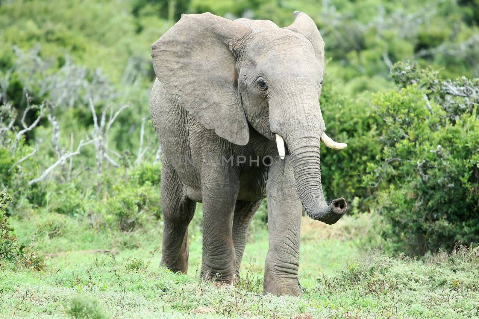 Large African elephant scenting the air with it's extended trunk