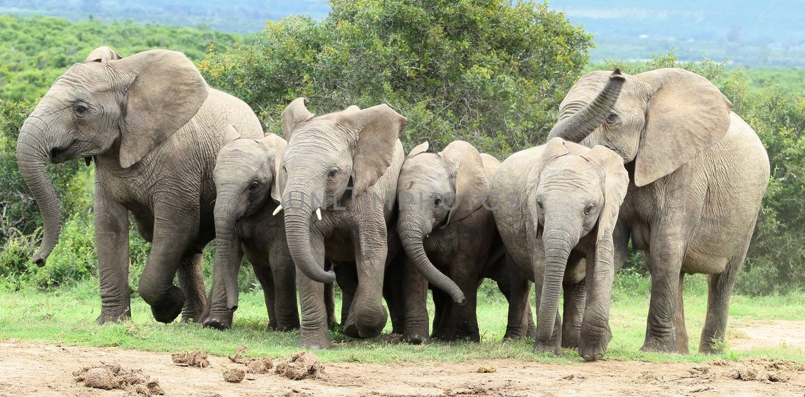 Excited  African elephants approaching a waterhole