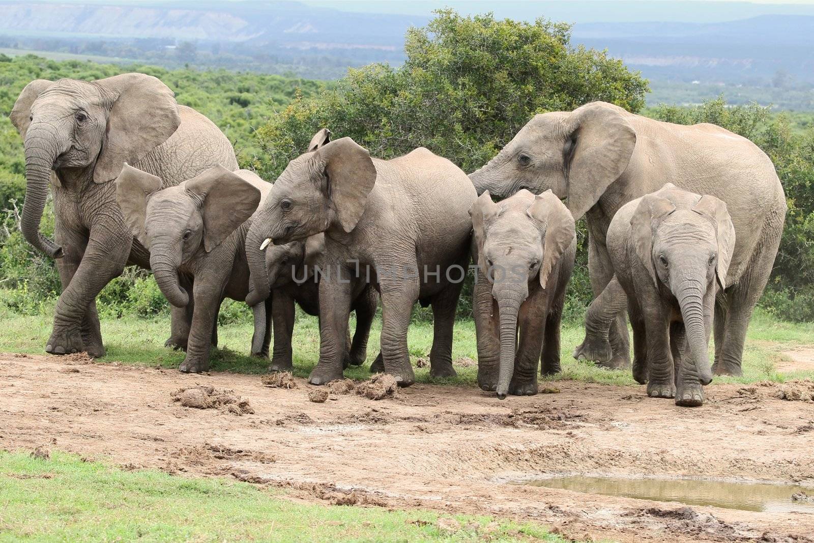 Excited  African elephants approaching a waterhole