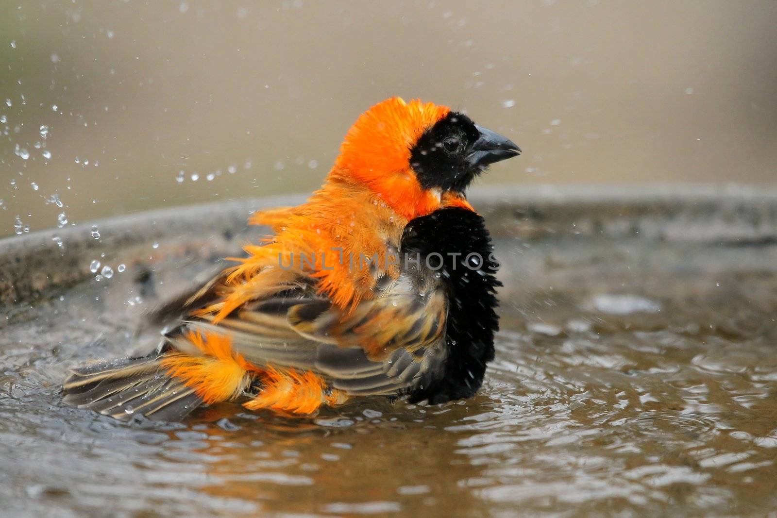 Bishop bird with bright orange and black plumage bathing in water