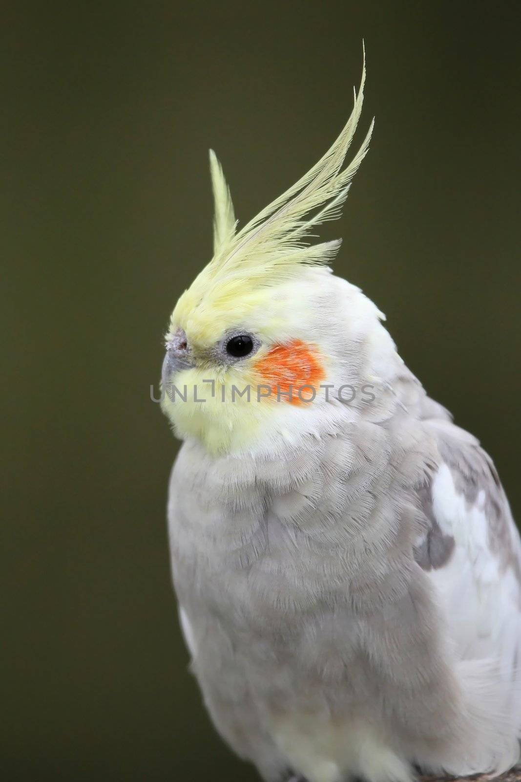 Cockatiel bird with yellow crest and orange cheek patch