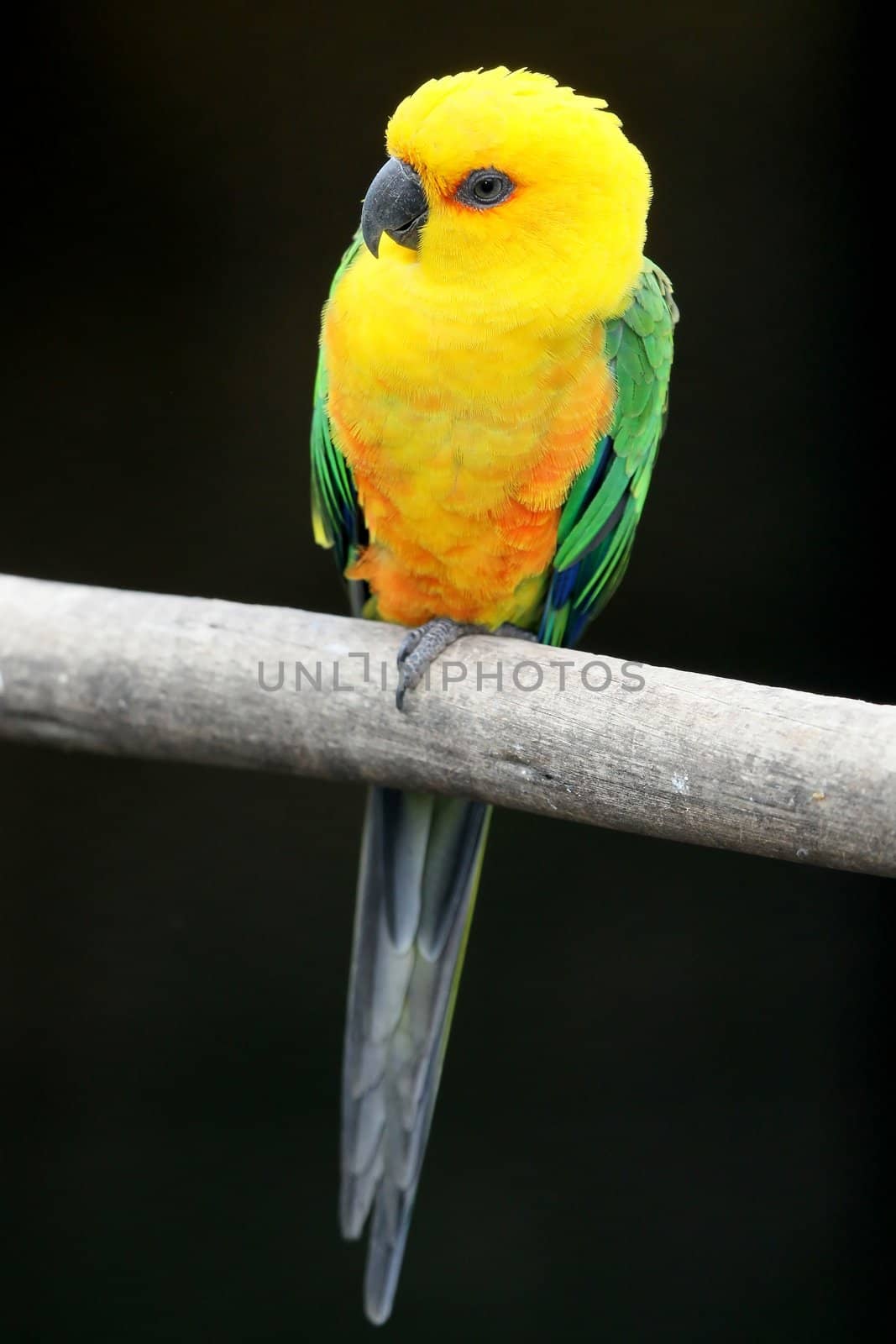 Small parrot with beautiful orange, yellow and green feathers