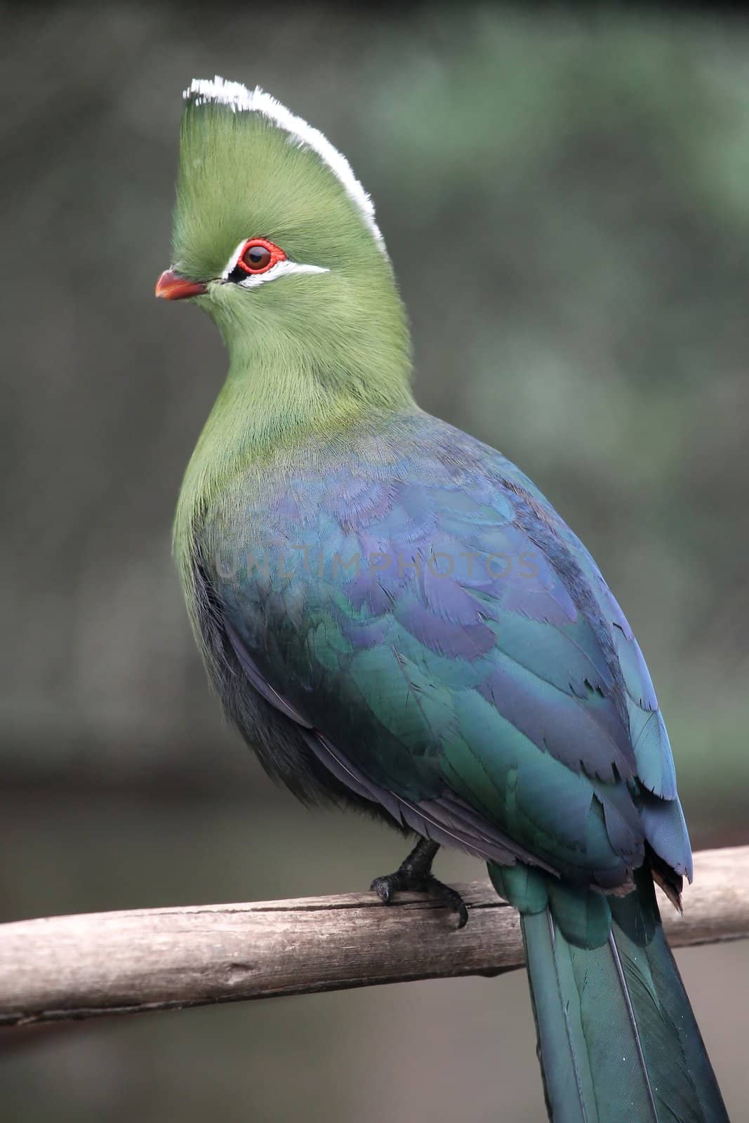 Beautiful Knysna Loerie or Turaco bird with green and blue feathers