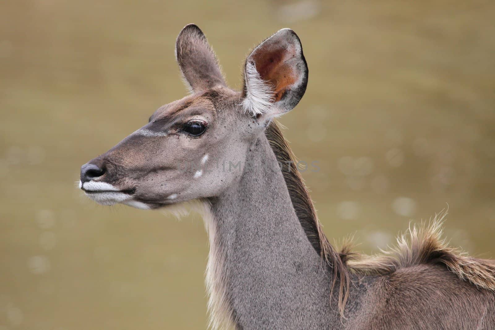 Profile of a beautiful female Kudu antelope with large ears