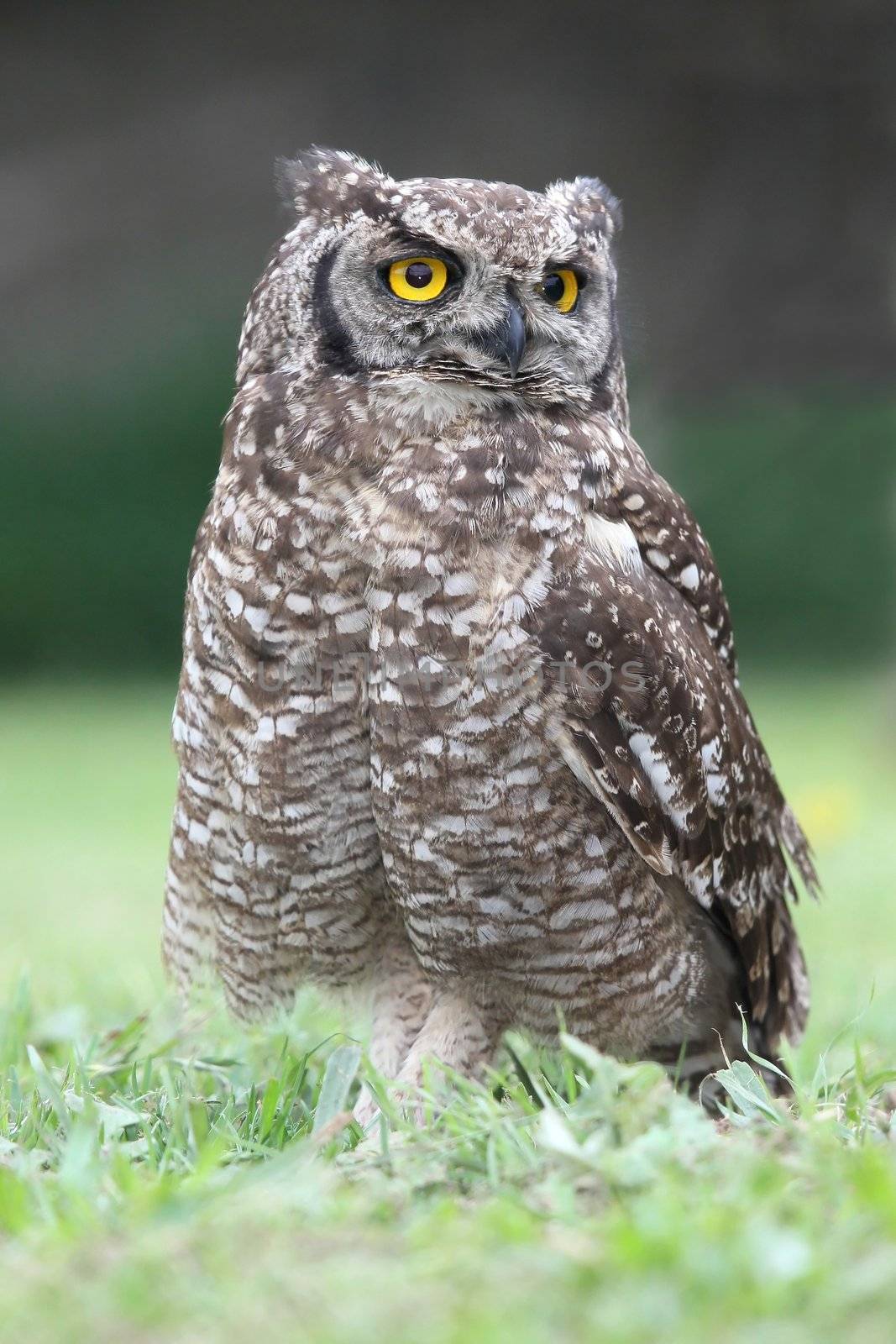 Spotted Eagle Owl by fouroaks