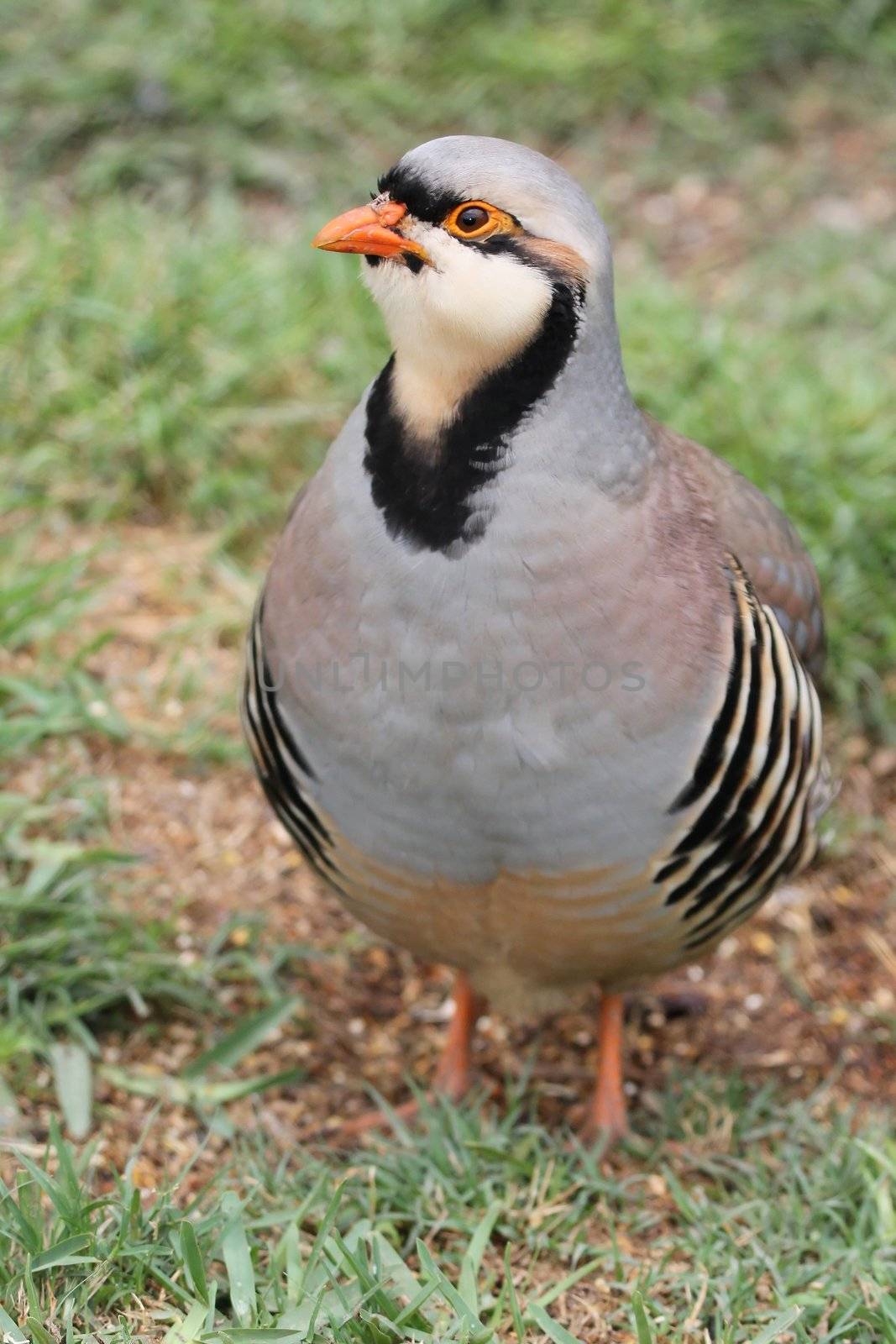 Partridge bird with white face and orange beak standing on green grass