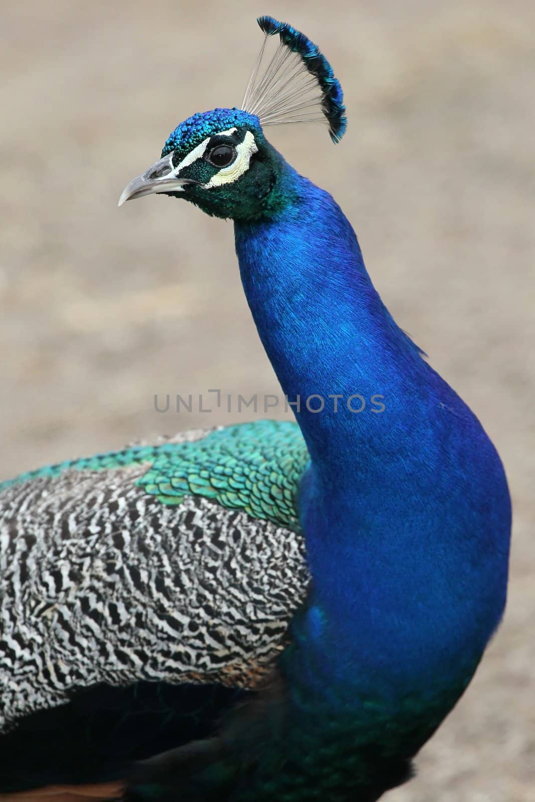 Magnificent Indian peacock bird with bright blue plumage