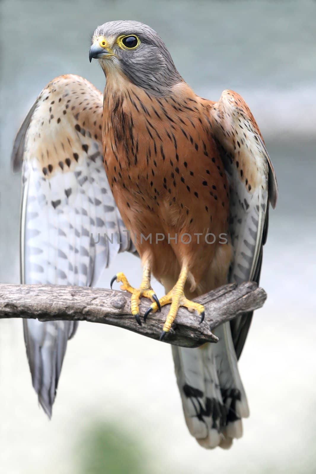 Rock kestrel bird of prey resting on a branch with wings open