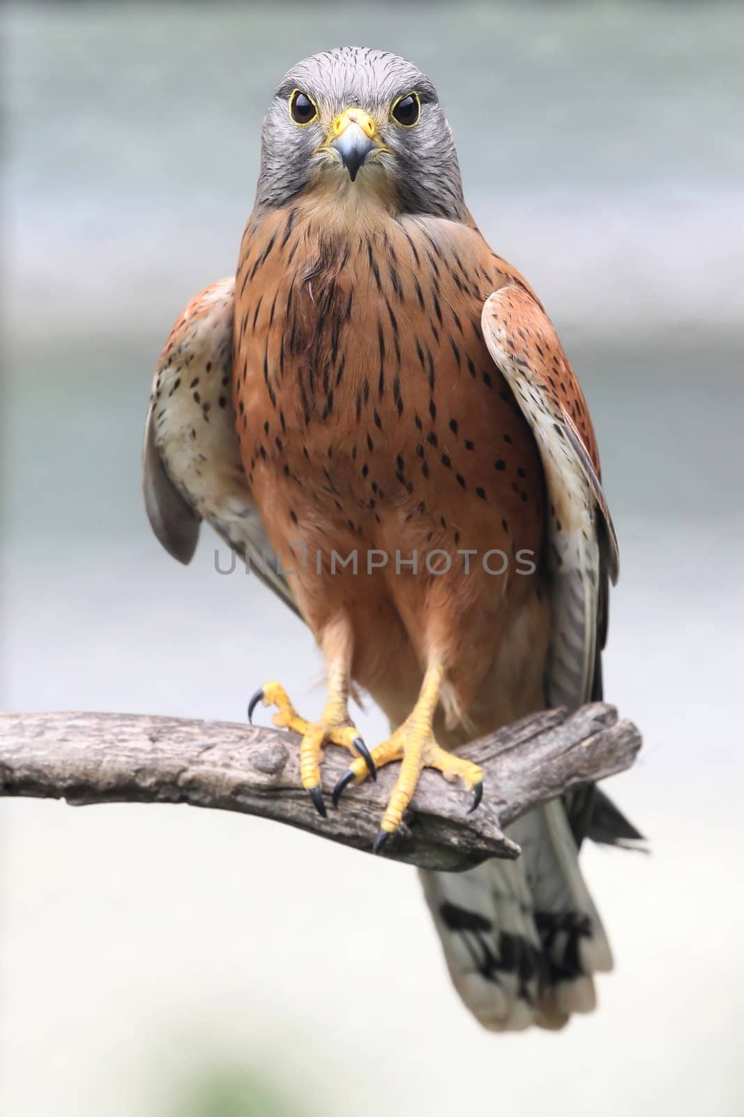 Rock Kestrel Bird by fouroaks
