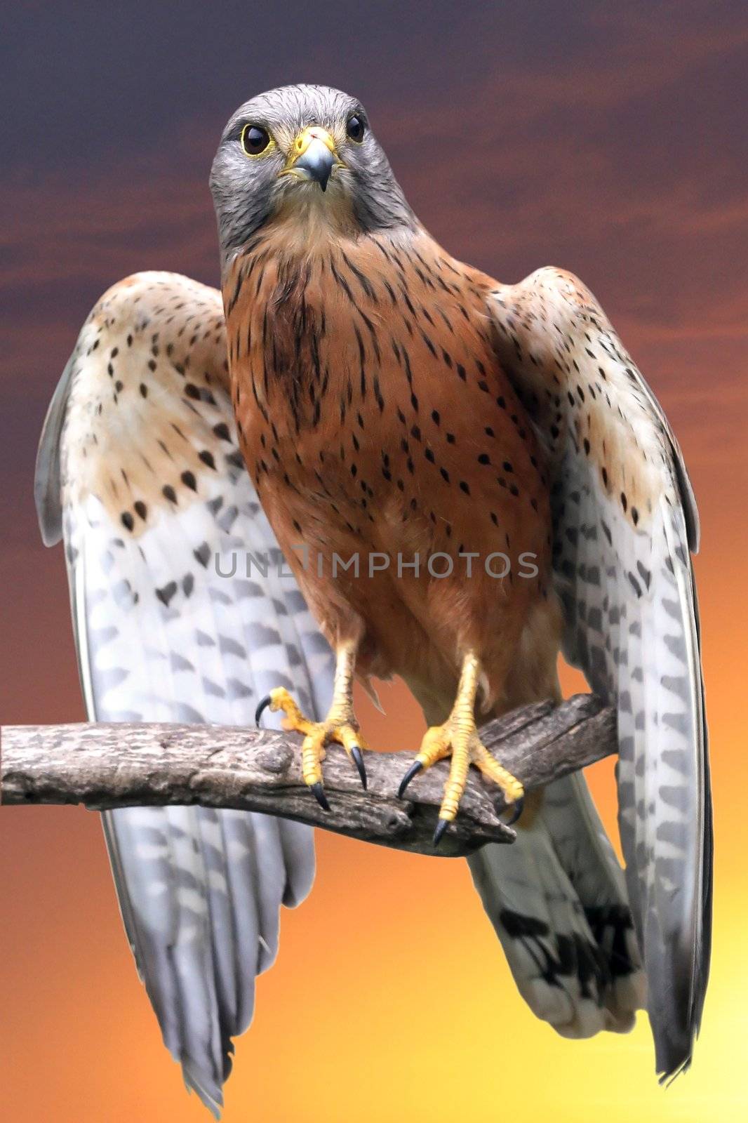 Rock kestrel bird of prey perched on a branch at sunset