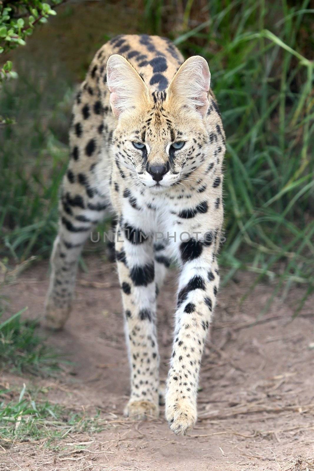 Serval wild cat with beautiful spotted fur and long legs